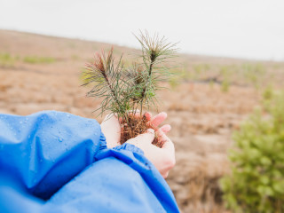 Более ста тысяч саженцев сосны высажено в Алтайском крае за два года по проекту «Подари лес другу!»