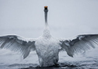 В заказнике «Лебединый» готовятся к празднику «Алтайская зимовка»