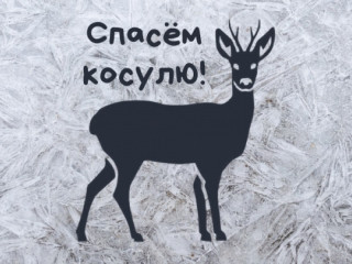 Жителей Алтайского края в возрасте от 5 до 18 лет приглашают участвовать в творческом конкурсе «Спасем косулю!»