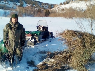 В лесничествах Алтайского края проводят мероприятия по подкормке диких животных и очистке путей их передвижения