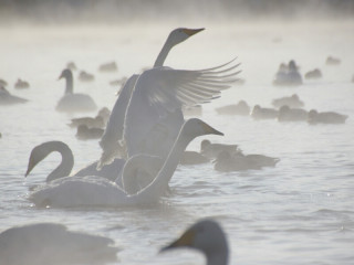 Сезон зимовки лебедей в Алтайском крае завершается