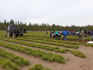 В Алтайском крае начался лесокультурный сезон