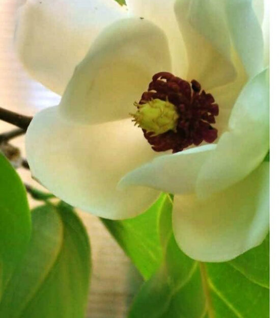 В Барнауле в ботаническом саду АлтГУ впервые зацвела магнолия