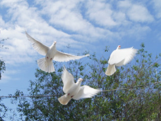 Мероприятия Всероссийской акции #1941ГолубьМира1945 состоялись в Барнауле и Республике Алтай