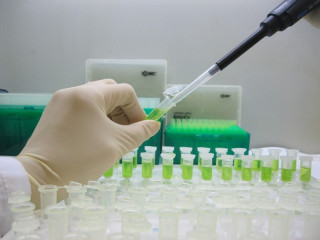 В Алтайском крае формируют базу генетических данных лесных деревьев