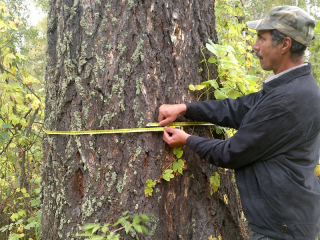 Самые большие алтайские деревья войдут в реестр удивительных деревьев России
