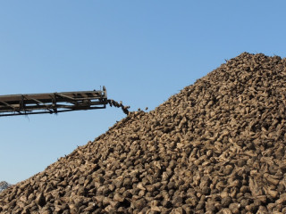 Единственное свеклоперерабатывающее предприятие Алтайского края экспортирует продукцию в страны Балтии