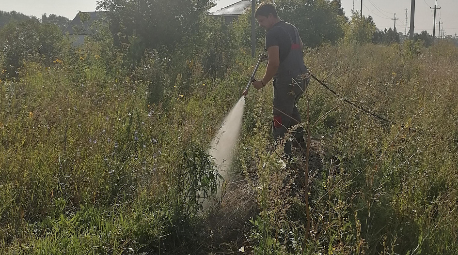 В Барнауле провели очередной рейд по уничтожению дикорастущей конопли