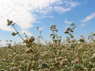 Аграрии Алтайского края намолотили 212 тысяч тонн гречихи