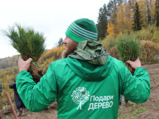 В национальном парке «Салаир» в Алтайском крае высадили более двух с половиной тысяч кедров