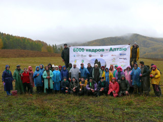 Восемь тысяч сеянцев кедра за день работы высадили жители и гости Чарышского района Алтайского края