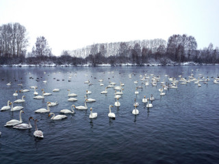 Уже 140 лебедей прилетели на зимовку на озеро Светлое в Алтайском крае