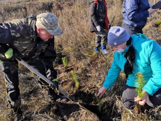 Сосновую аллею в честь 75-летия Победы в Великой Отечественной войне заложили в Заринском районе Алтайского края