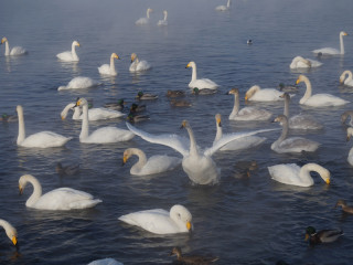 Более 300 лебедей прилетели зимовать на озеро Светлое в Алтайском крае