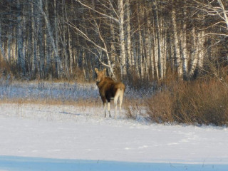 В Алтайском крае стартовал учет численности животных и птиц