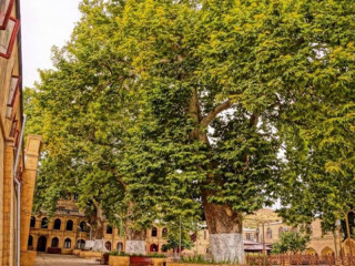 Жителей Алтайского края просят поддержать в европейском конкурсе самое большое российское дерево