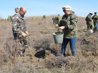 Свыше 38 тысяч сосен высадили в Алтайском крае в рамках акции «Сад памяти»