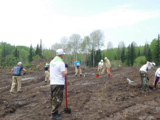 Восемь тысяч елей высадили в рамках акции «Сад памяти» в Заринском районе Алтайского края