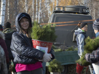 В Тягунском лесничестве Алтайского края высадили 10 тысяч сеянцев сосны