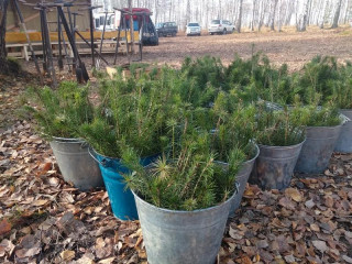 В Алтайском крае завершилась лесовосстановительная кампания в рамках акции «Сохраним лес»