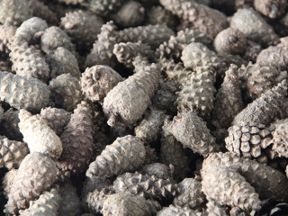 В Алтайском крае собрано свыше 140 тонн лесосеменного сырья