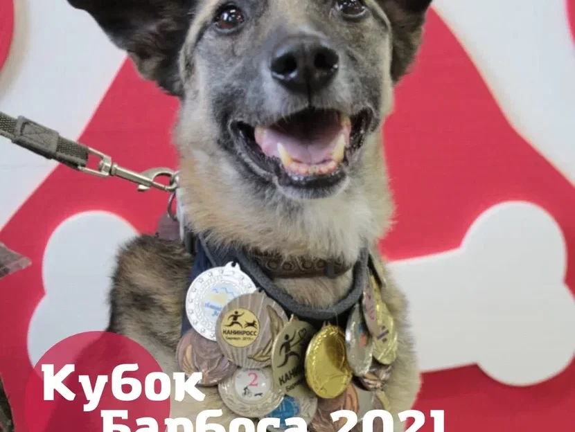 Барнаульцы могут выбрать лучших участников чемпионата беспородных собак «Кубок Барбоса»