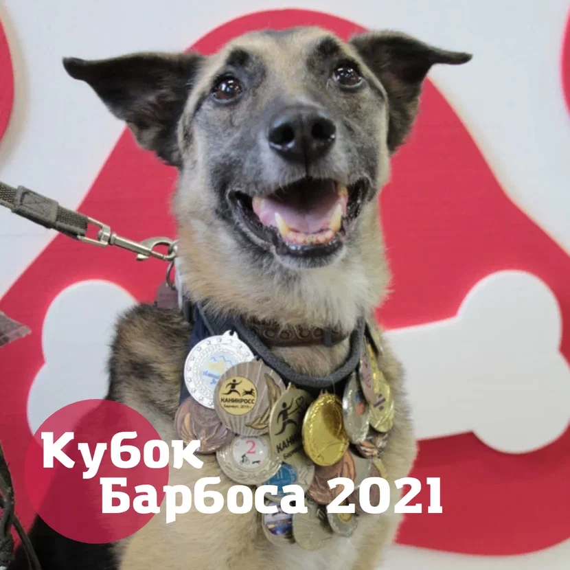 Барнаульцы могут выбрать лучших участников чемпионата беспородных собак «Кубок Барбоса»