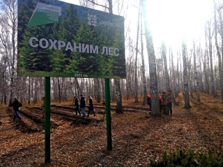Алтайский край занял третье место по количеству деревьев, посаженных в рамках всероссийской акции «Сохраним лес»