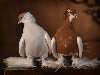 Необычную акцию для вовлечения детей и подростков в сохранение алтайских пород голубей провели на средства гранта Президента РФ в Барнауле