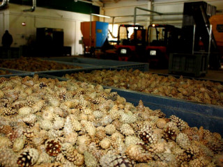 В Алтайском крае заготовили более тонны семян сосны обыкновенной