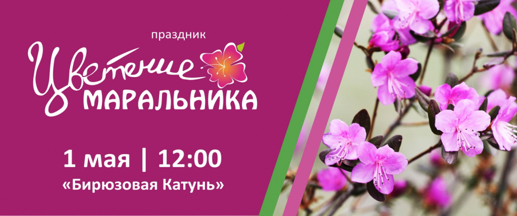 Барнаульцев приглашают на ежегодный праздник «Цветение маральника» на Бирюзовой Катуни