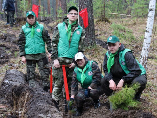 В рамках экологической акции на 15 территориях Алтайского края высадят кедры
