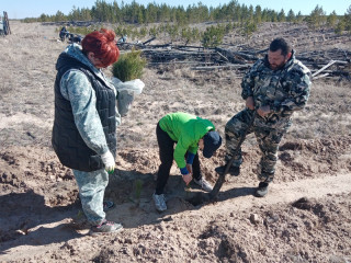 В Алтайском крае в рамках акции «Сад памяти» высадили 6 тысяч сеянцев сосны в Ракитовском лесничестве