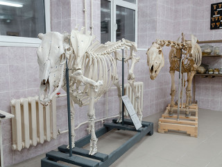 Алтайский государственный аграрный университет присоединится к акции «Ночь музеев»