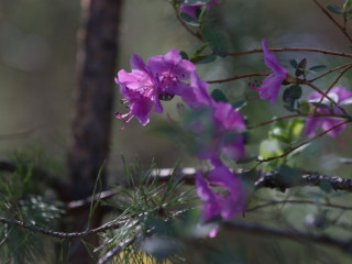 В Алтайском крае открыли летний туристический сезон