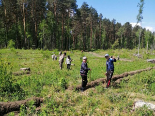 В рамках Международной акции «Сад памяти» в Солтонском лесничестве Алтайского края высадили 34 тысячи саженцев