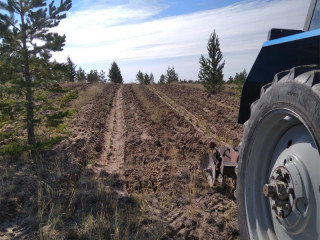 Специалисты занимаются агротехническим уходом за культурами в лесах Алтайского края