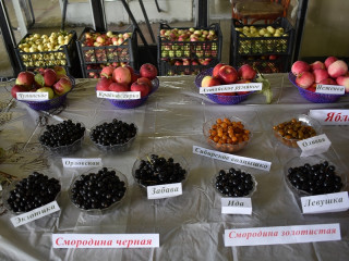 Ребята из 11 центров помощи для детей-сирот в Алтайском крае приняли участие во всероссийской благотворительной акции