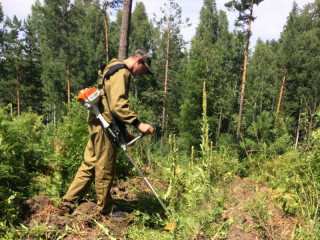 В лесах Алтайского края практически завершили агротехнические уходы
