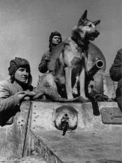 Алтайский край присоединится к всероссийской акции «День фронтовой собаки»