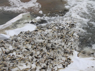 В водоемы Алтайского края выпустят более четырех тонн мальков сазана