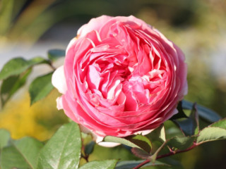 В ботаническом саду Алтайского краевого детского экологического центра проходит масштабная инвентаризация