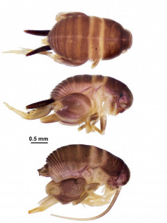 Алтайский школьник обнаружил новое уникальное для фауны Сибири семейство насекомых