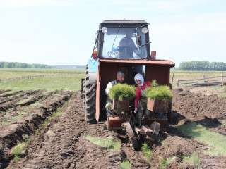 Подведомственные Министерству природных ресурсов и экологии Алтайского края учреждения проведут лесовосстановление на площади более 1700 гектаров
