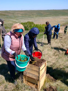 В Шипуновском районе Алтайского края высадили четыре тысячи молодых сосен