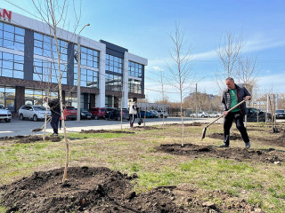 В рамках акции «Сад памяти» в Барнауле высадили березовую рощу