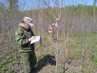 В Алтайском крае ведут работы по обследованию лесных насаждений, предусмотренные государственным мониторингом воспроизводства лесов