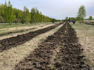 Лесоводы Алтайского края выполнили план весенних лесокультурных работ