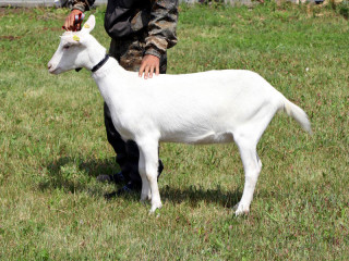 Молодой ученый Алтайского агроуниверситета впервые использовала бесшовное соединение для закрытия операционных ран у сельхозживотных