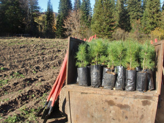 За полгода в Алтайском крае выполнили работы по лесовосстановлению на площади 3,6 тысячи гектаров